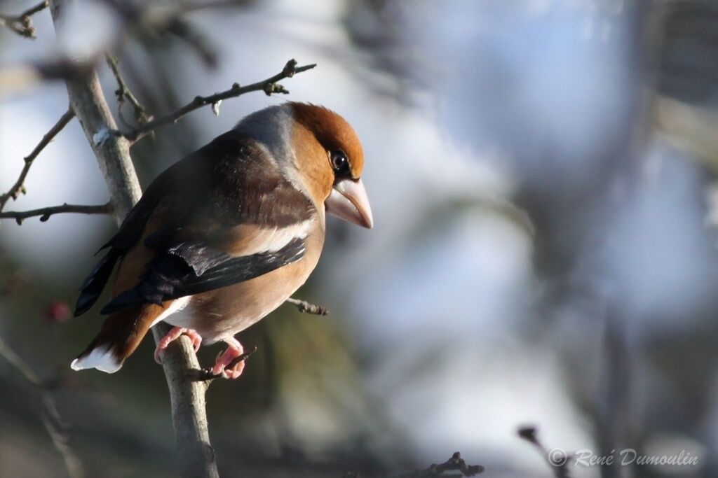 Hawfinch male adult post breeding, identification