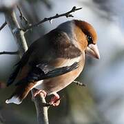 Hawfinch