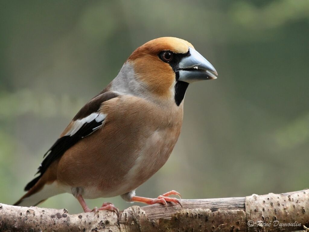 Hawfinch male adult breeding, identification