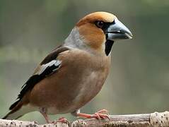 Hawfinch