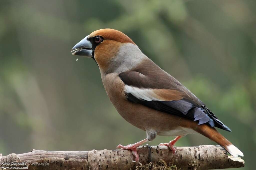 Hawfinch male adult breeding, identification