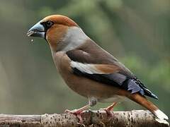 Hawfinch