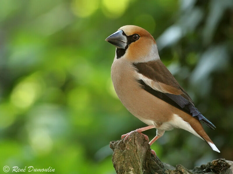 Grosbec casse-noyaux mâle adulte, identification