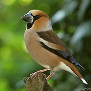 Hawfinch