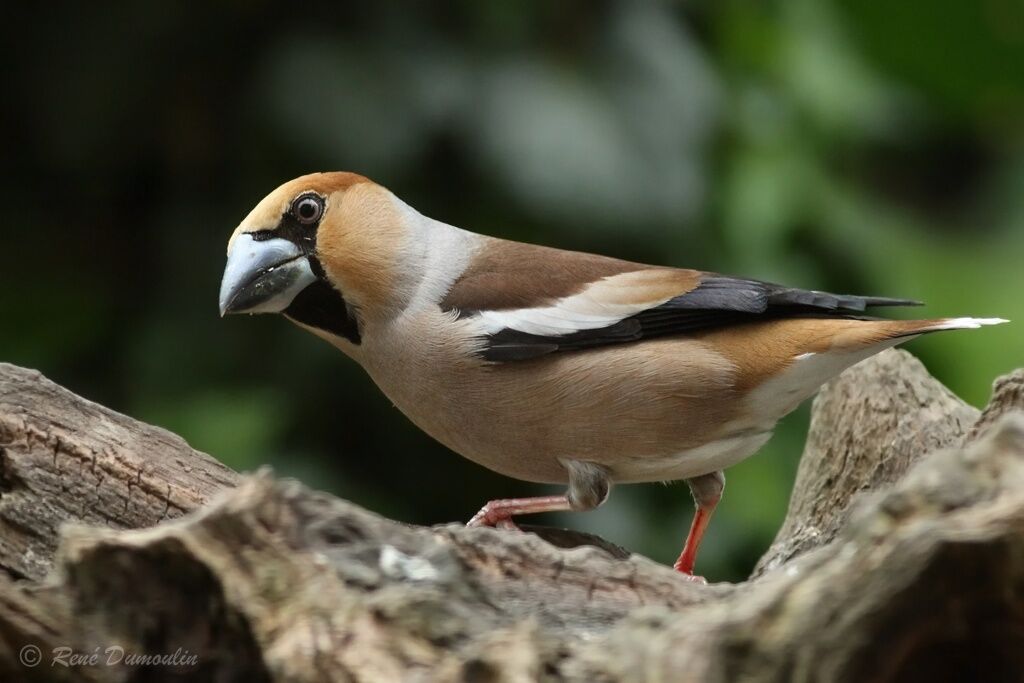 Hawfinch