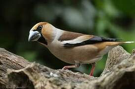 Hawfinch