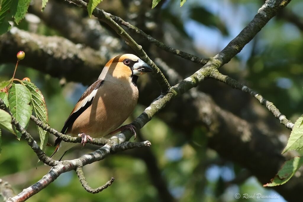 Hawfinch male adult breeding, identification, eats