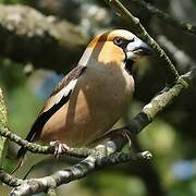 Hawfinch