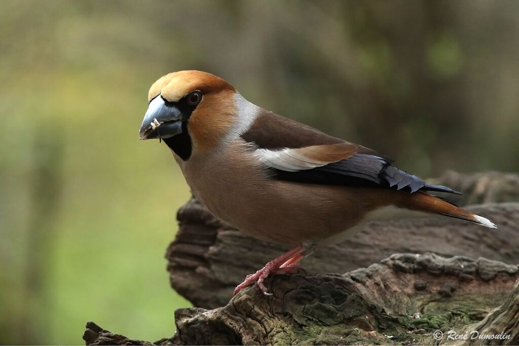 Hawfinch male adult breeding, identification