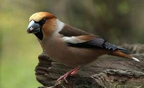 Hawfinch