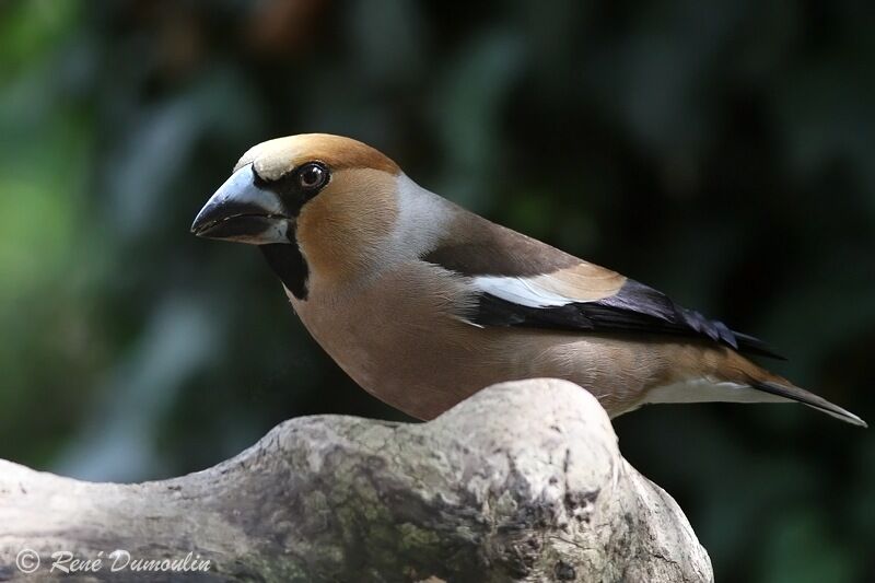 Grosbec casse-noyaux mâle adulte, identification