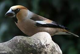 Hawfinch