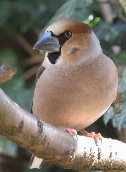 Hawfinch female adult