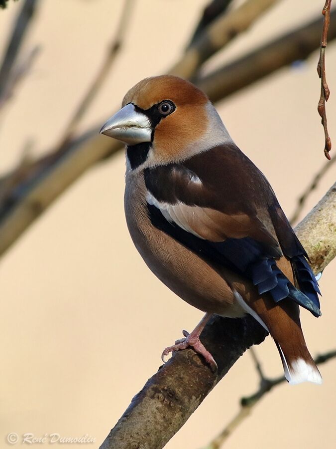 Hawfinch male adult breeding, identification