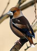 Hawfinch