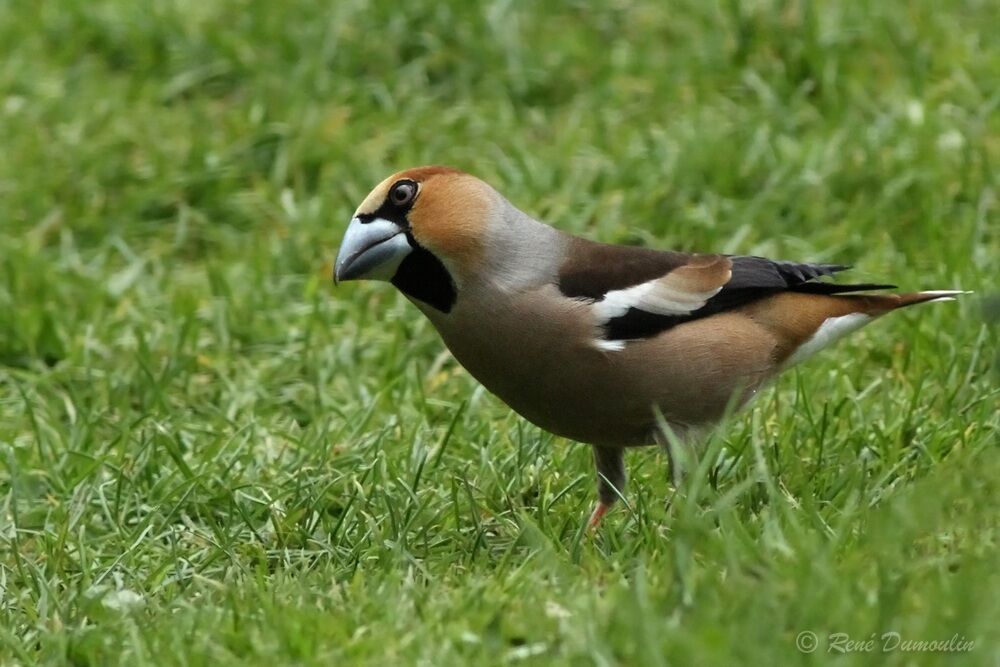 Grosbec casse-noyaux mâle adulte nuptial, identification