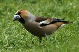 Hawfinch