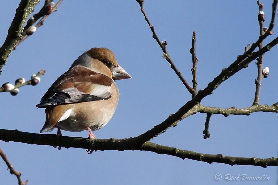 Hawfinch female adult, identification