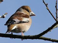 Hawfinch