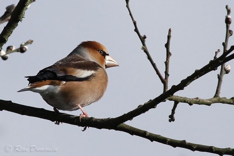 Hawfinch male adult breeding, identification