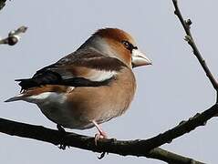 Hawfinch