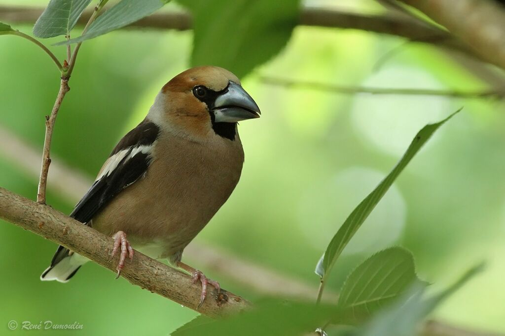 Hawfinch male adult breeding, identification