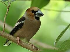 Hawfinch