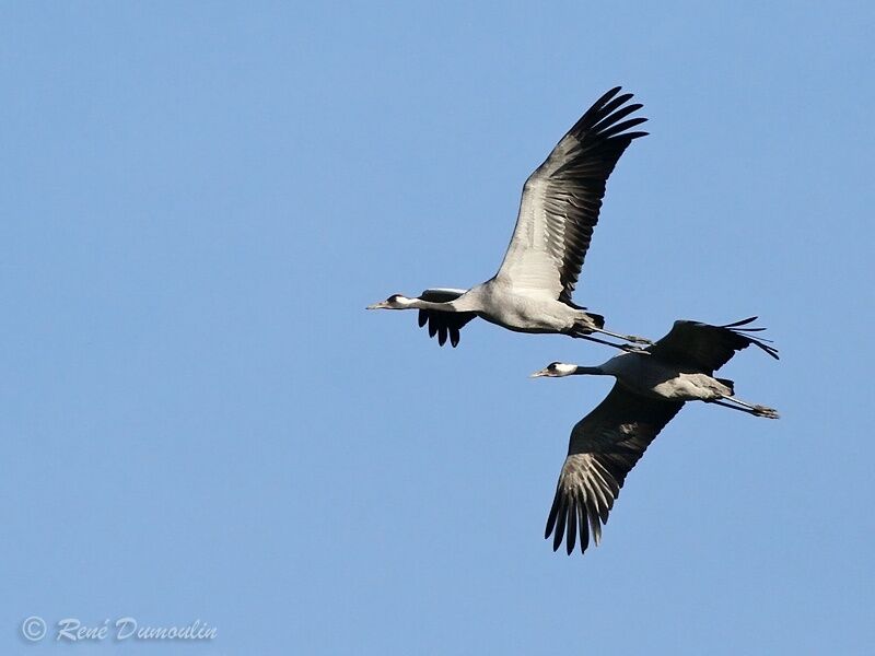 Common Craneadult, Flight