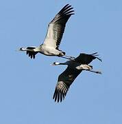 Common Crane