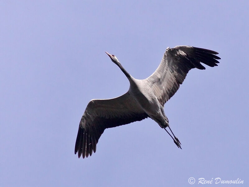 Common Craneadult, Flight