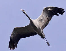 Common Crane