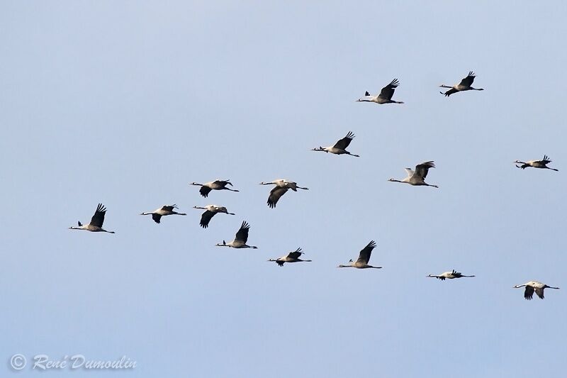 Common Crane, identification, Flight, Behaviour