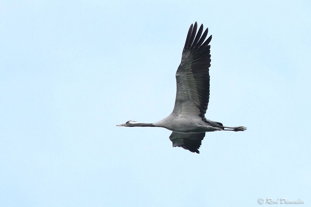 Common Craneadult, Flight