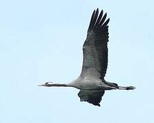 Common Crane