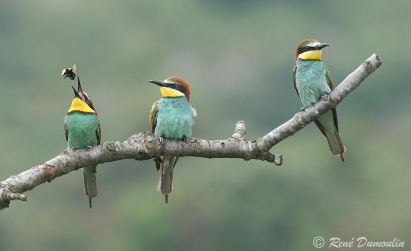 European Bee-eater adult