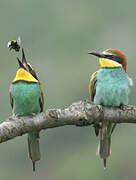 European Bee-eater