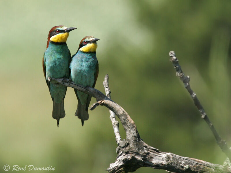 European Bee-eater adult