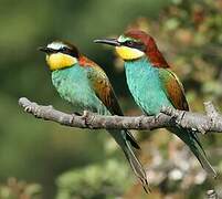 European Bee-eater