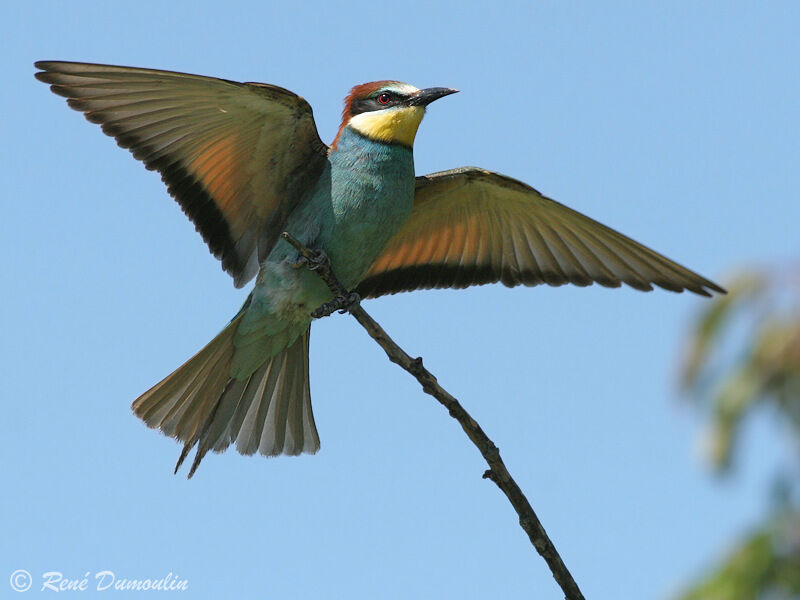 European Bee-eater male adult