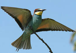 European Bee-eater