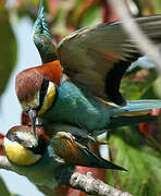 European Bee-eater