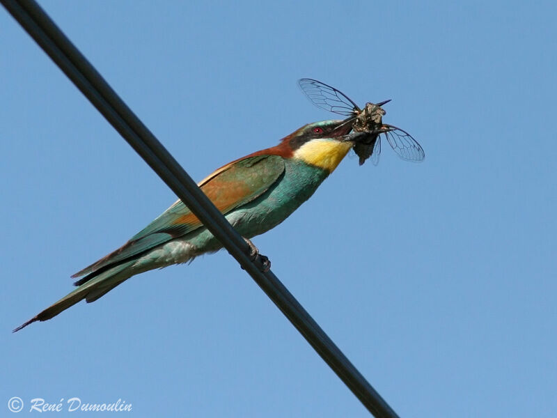 European Bee-eater male adult