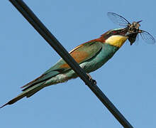 European Bee-eater