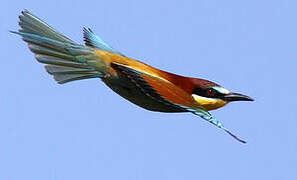 European Bee-eater