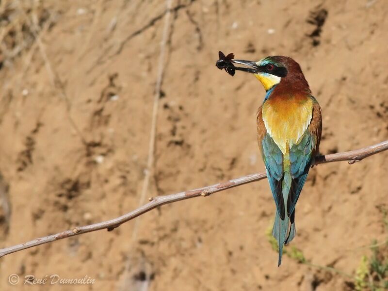 European Bee-eater male adult, identification, feeding habits