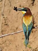 European Bee-eater