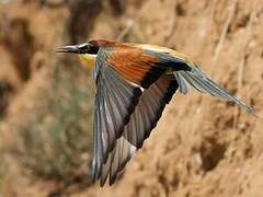 European Bee-eater