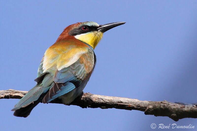 Guêpier d'Europeadulte, identification