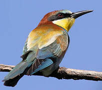 European Bee-eater