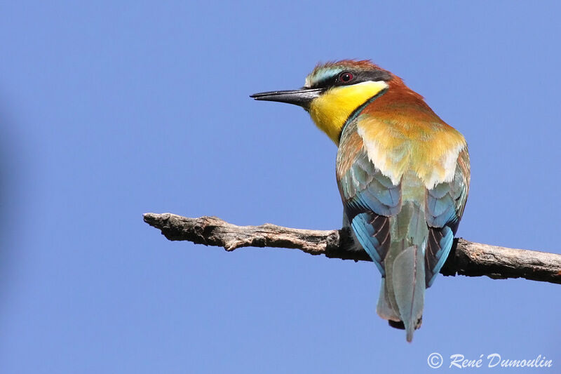 Guêpier d'Europeadulte, identification